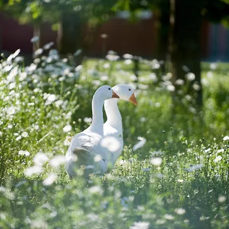 Natures-rest * Wielen