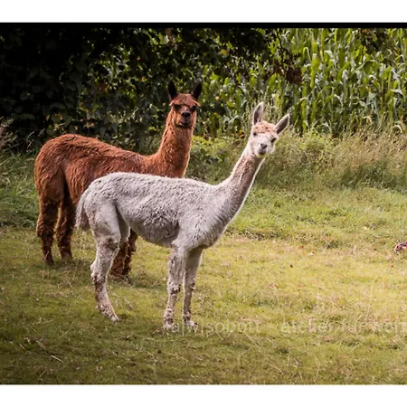 Natures-rest Ferienhaus Wielen
